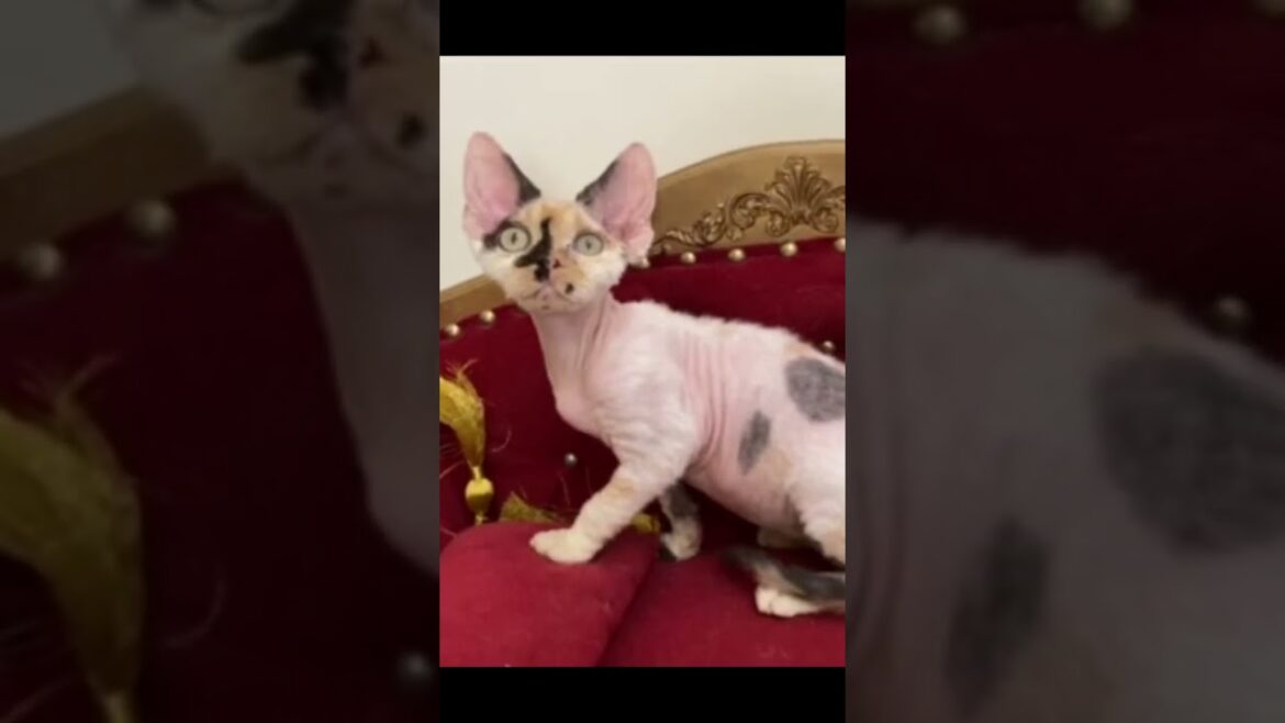 Девон-рекс калико - Devon Rex Calico #кошки #devonrex #котята