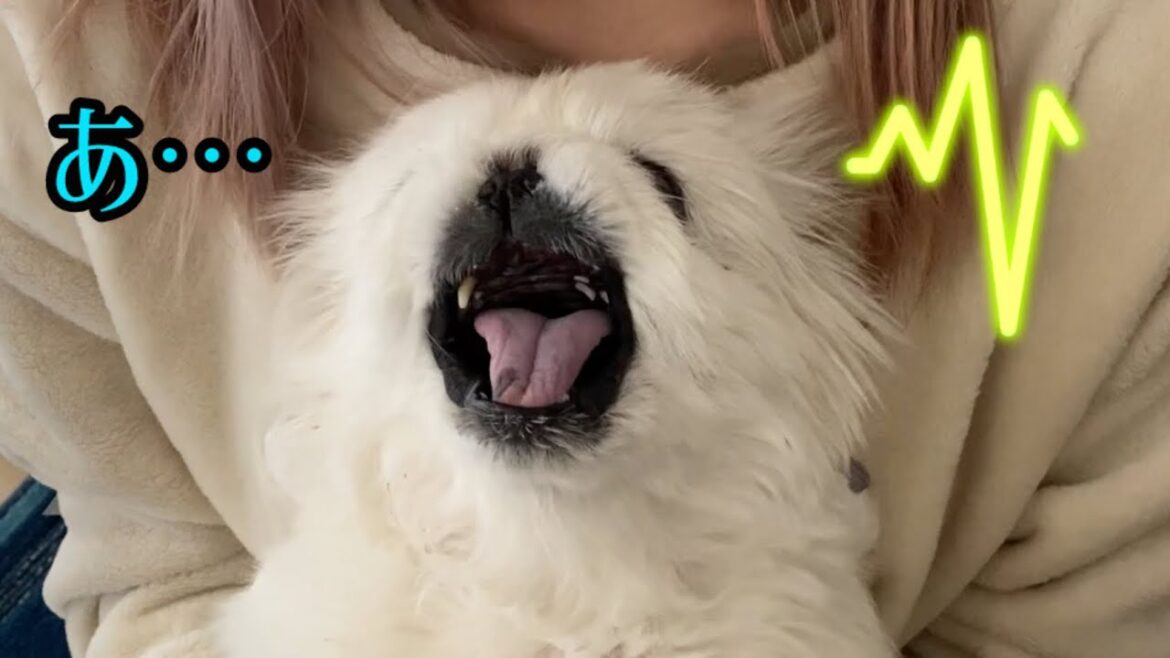 【ペキニーズ梅子】腰を痛める