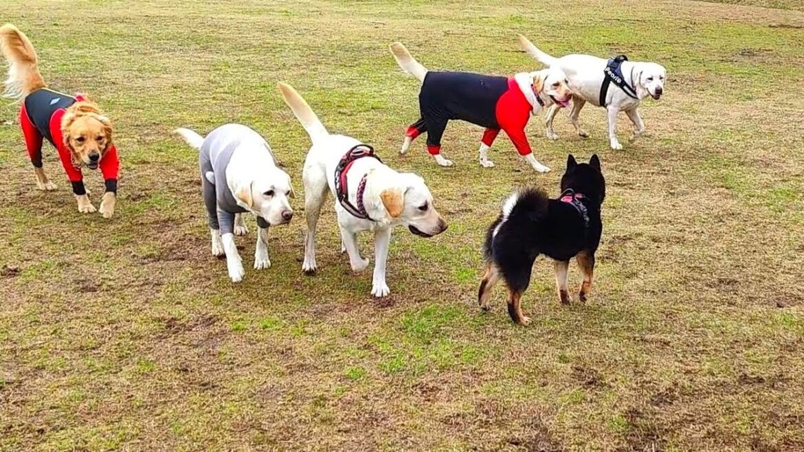 みんなと上手に遊べない柴犬をドッグランに連れて行くとこうなります。【黒柴犬】【shiba inu】【豆柴】