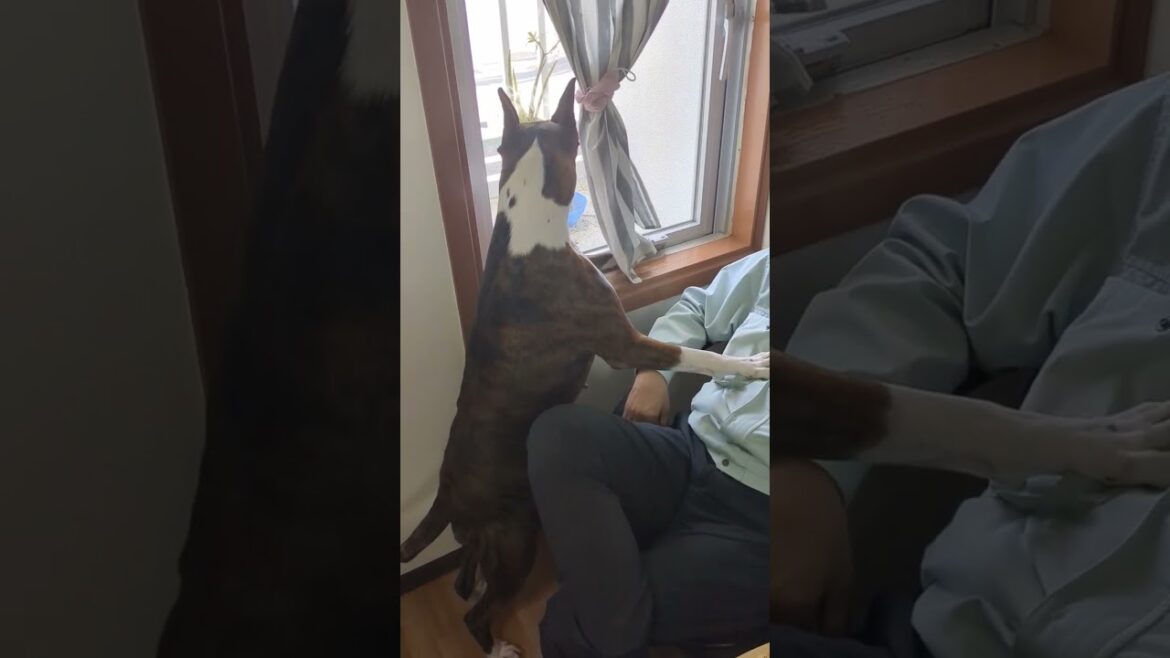 外は俺に任しとけ #boxerdog #ボクサー犬 #dog