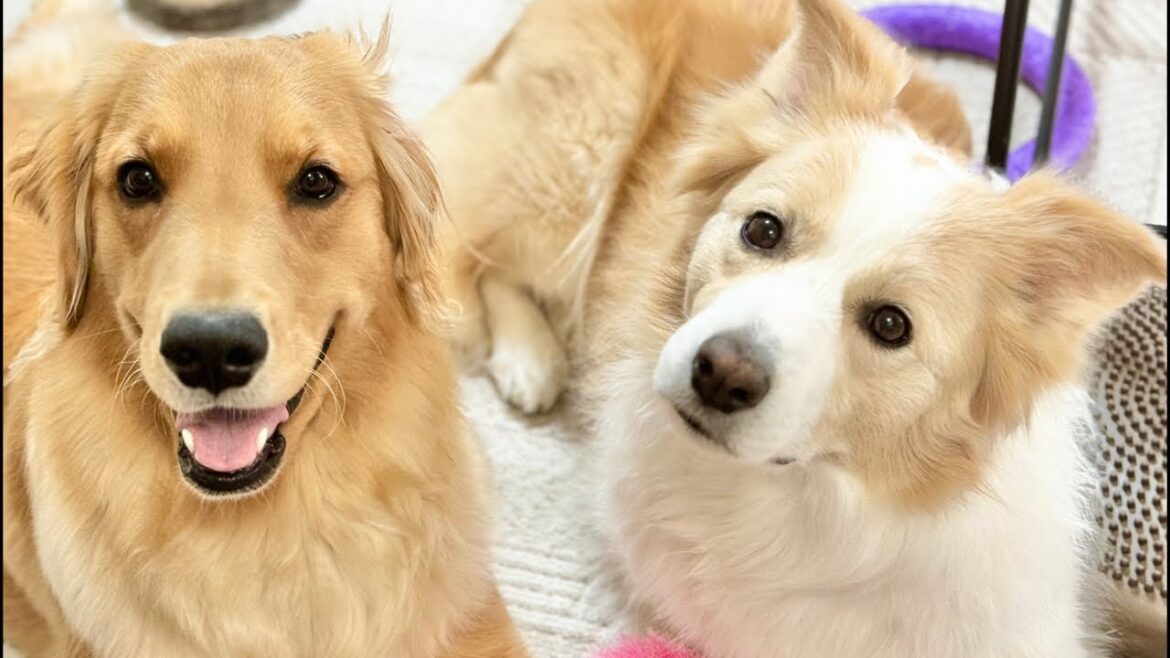 裏話＆視聴者様からのプレゼント開封🎁【＃ボーダーコリー＃ゴールデンレトリバー】