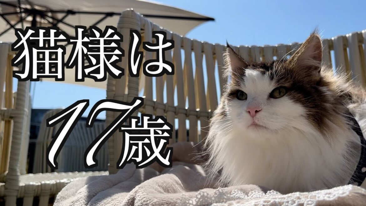 猫様は17歳☆ノルウェージャンフォレストキャット