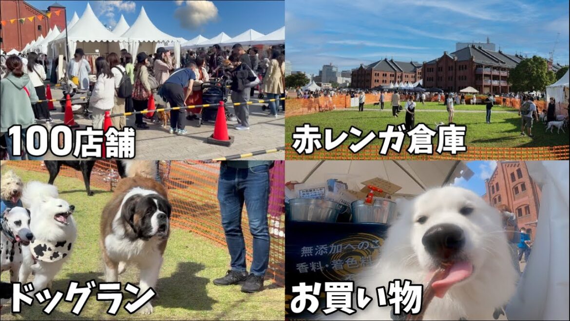 横浜最大級のドッグイベントに初参加してみたら楽しすぎました…! 横浜最大級のドッグイベントに初参加してみたら楽しすぎました…!