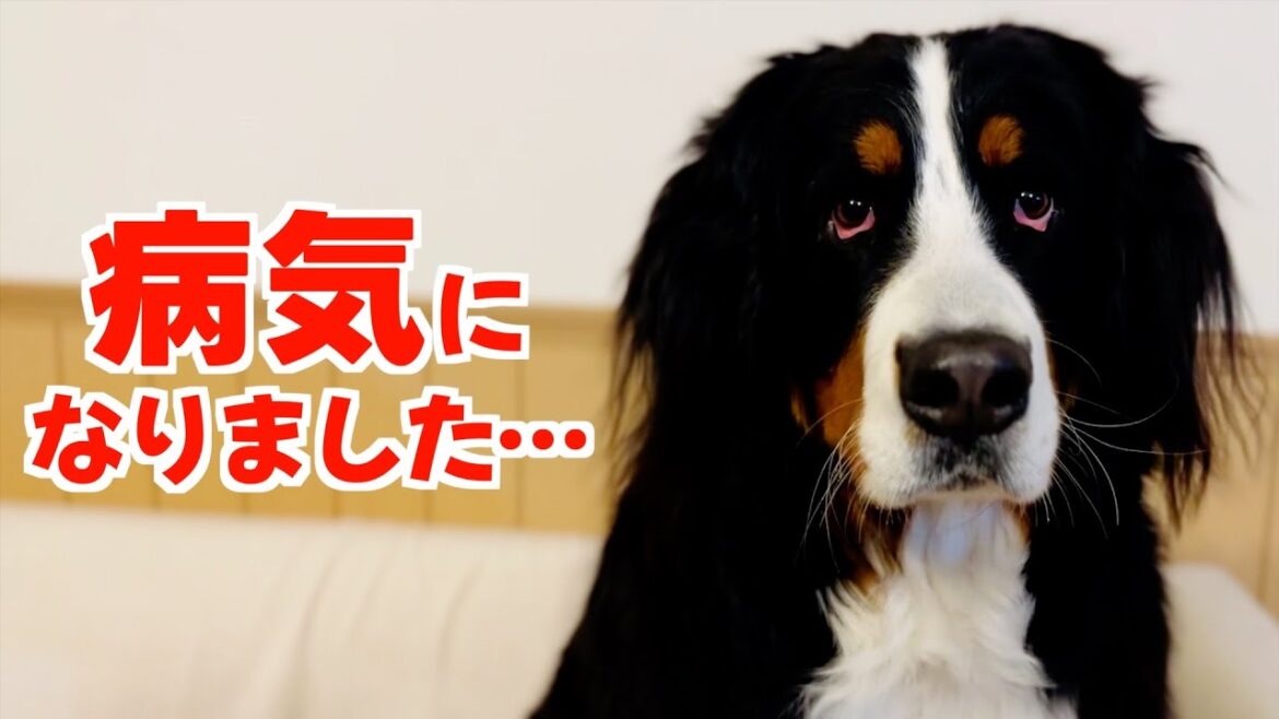 耳の内側が赤くなり病院に行ったバーニーズマウンテンドッグ