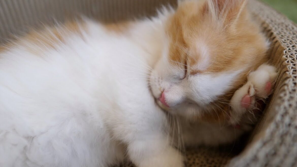 マンチカンの子猫がまたたびにウットリ♪