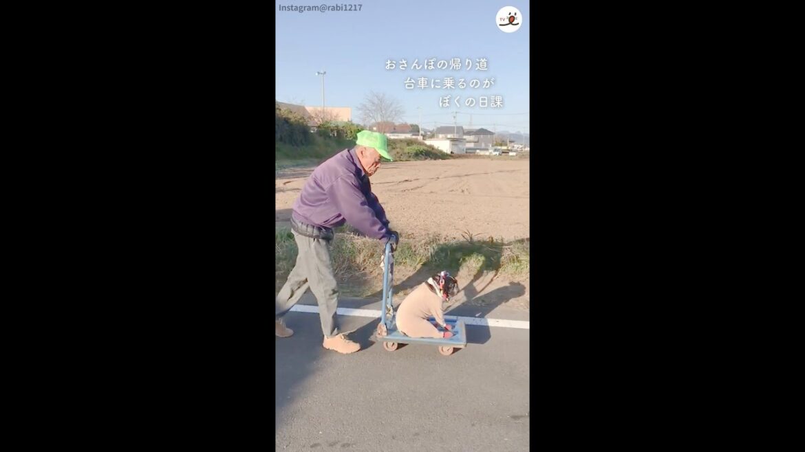 おじいちゃんとフレブルのほのぼのライフ👴🐶 #Shorts