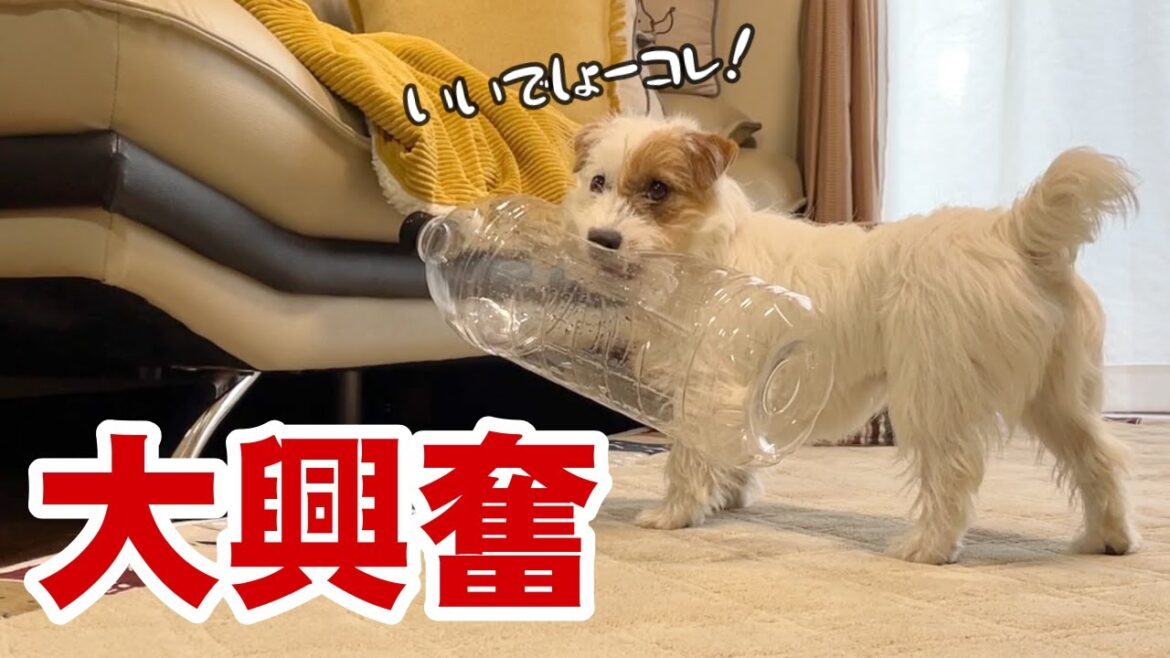 【大興奮】コスパ最強オモチャ!!大きなペットボトルに大興奮する犬 【大興奮】コスパ最強オモチャ!!大きなペットボトルに大興奮する犬