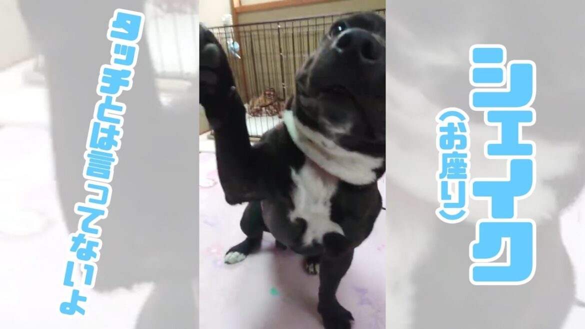 セットやけど、なぜかタッチもするブル君（2019/02/22）