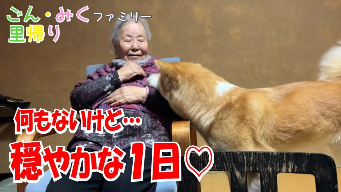 穏やかな１日♡ 秋田滞在２日目♪　ごん・みくファミリー里帰り♡　何もないけど…　秋田犬【ごん・みく チャンネル】