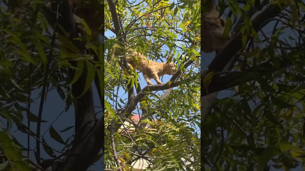 Brown cat 🐈 #trending #animals #cat #viral #indianwildlifewithmrik #shorts