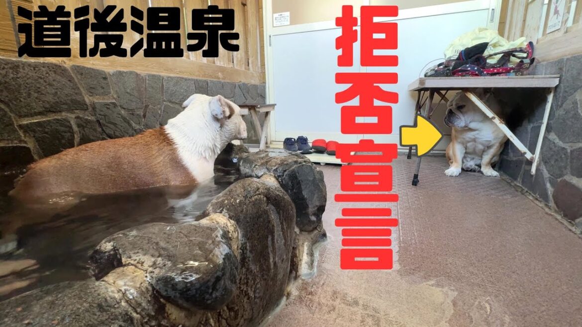 トリミングテーブルの下で籠城！温泉入浴断固拒否する愛犬が可愛すぎた（笑）