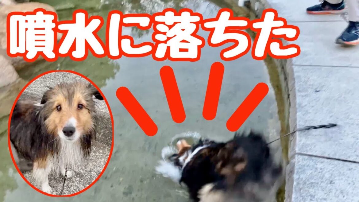 足が滑って噴水に落ちた【愛犬シェルティ キキvlog】 足が滑って噴水に落ちた【愛犬シェルティ キキvlog】