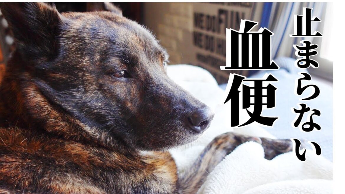 【閲覧注意】甲斐犬ハルヱ、血便が出ちゃいました!!【柴犬・甲斐犬】 【閲覧注意】甲斐犬ハルヱ、血便が出ちゃいました!!【柴犬・甲斐犬】