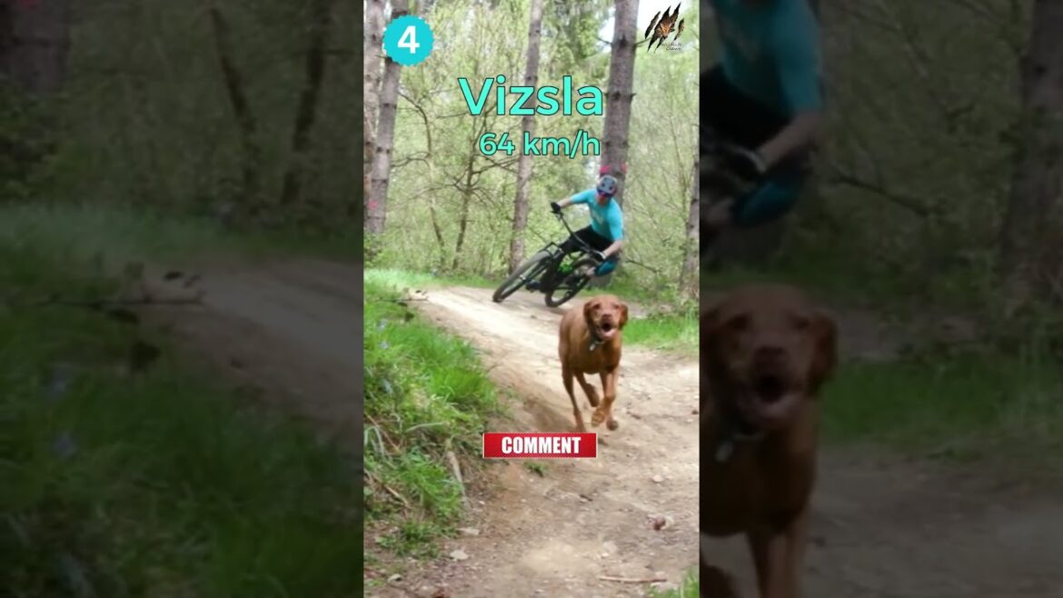 Top 10 Fastest Dog Breeds of 2023 | Wildlife Claws