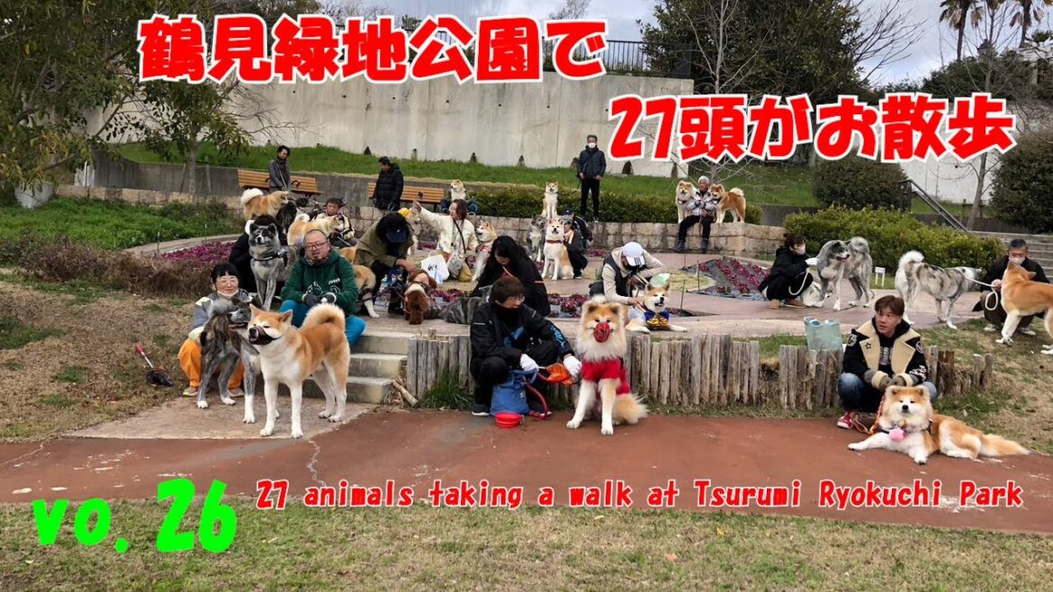 散歩会～鶴見緑地公園～【秋田犬】