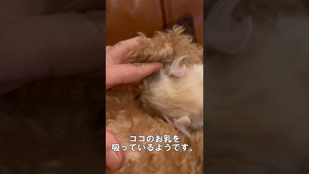 【キンカロー】種族を超えた愛？【仔猫】　#shorts　#猫 　#犬