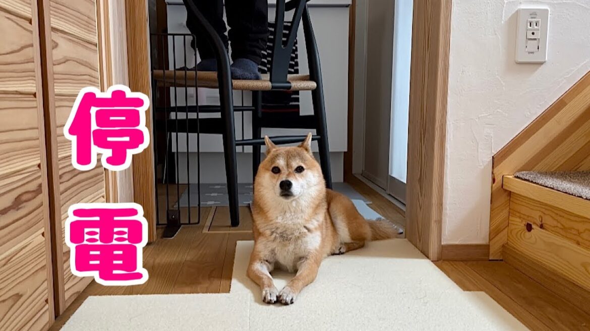 激しい強風で自宅がまさかの停電になり柴犬家族に緊張が走りました