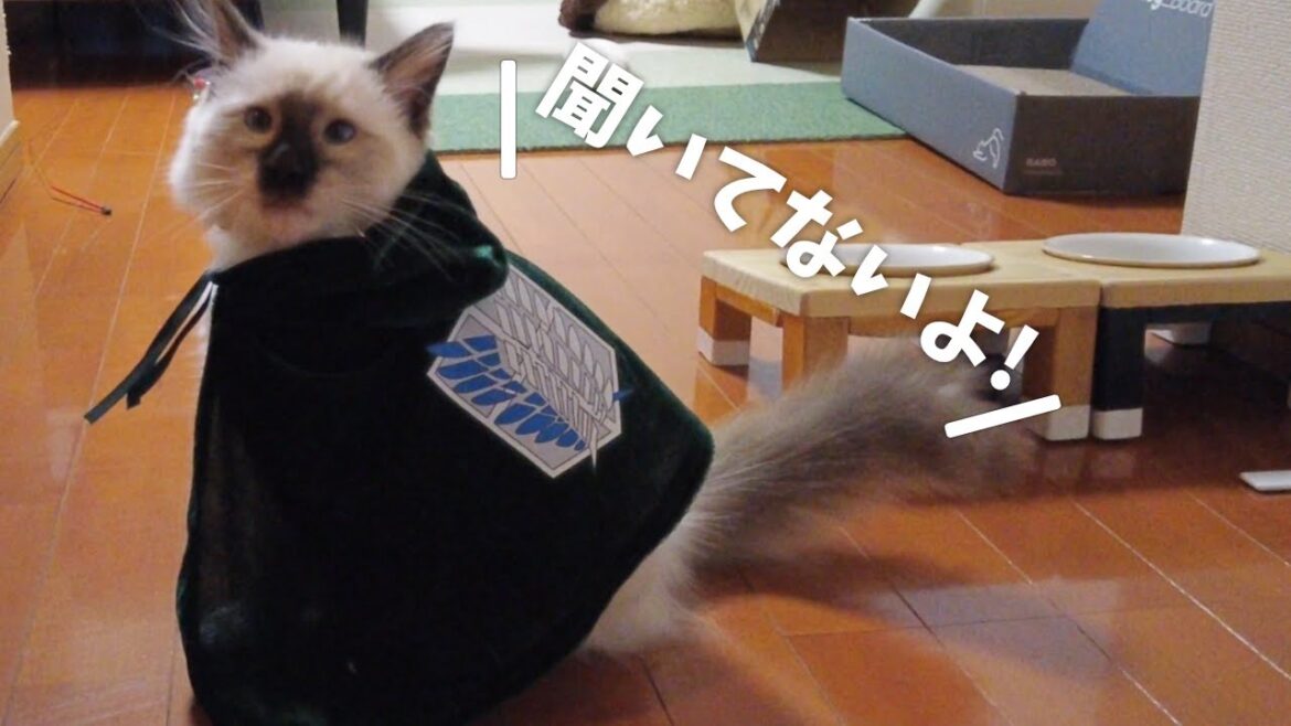 調査兵団に入団させられた子猫【バーマン】