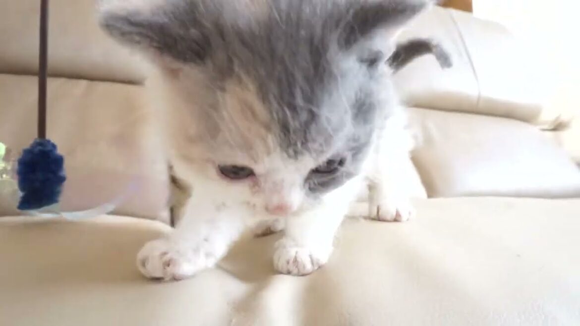 セルカークレックス子猫　2024.2.3産まれ 　ダイリュートキャリコ　パステル三毛　洋三毛猫　　女の子　Selkirk Rex　シーダキャット猫のお店