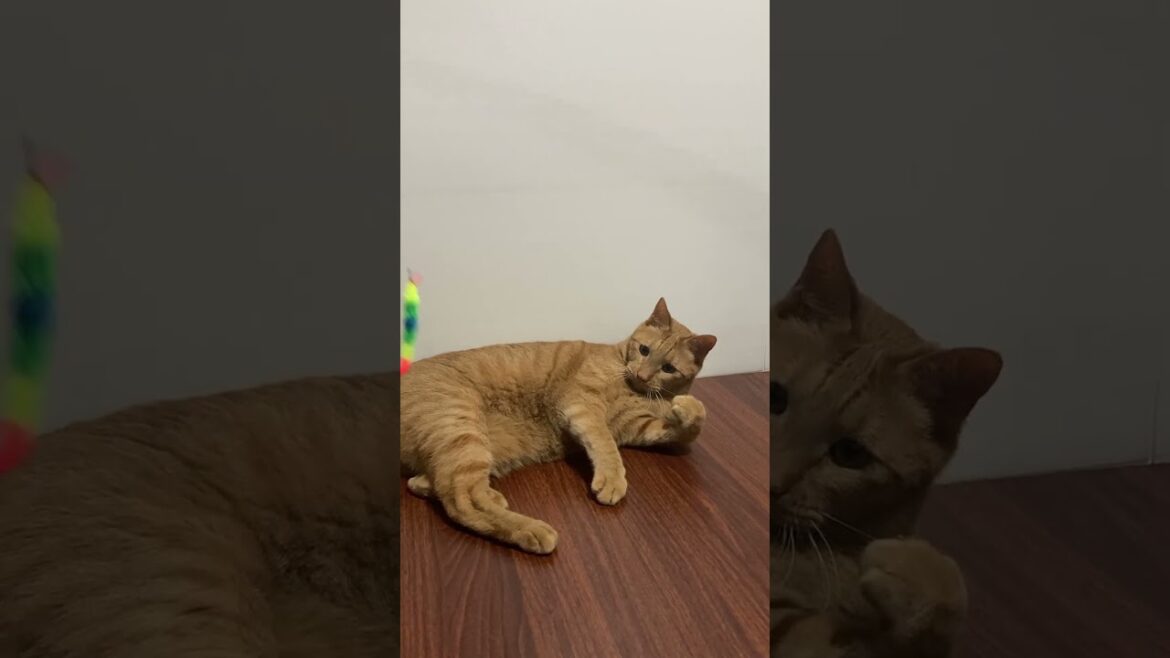 【茶トラ猫】おニューのおもちゃに大はしゃぎするジラフ#shorts