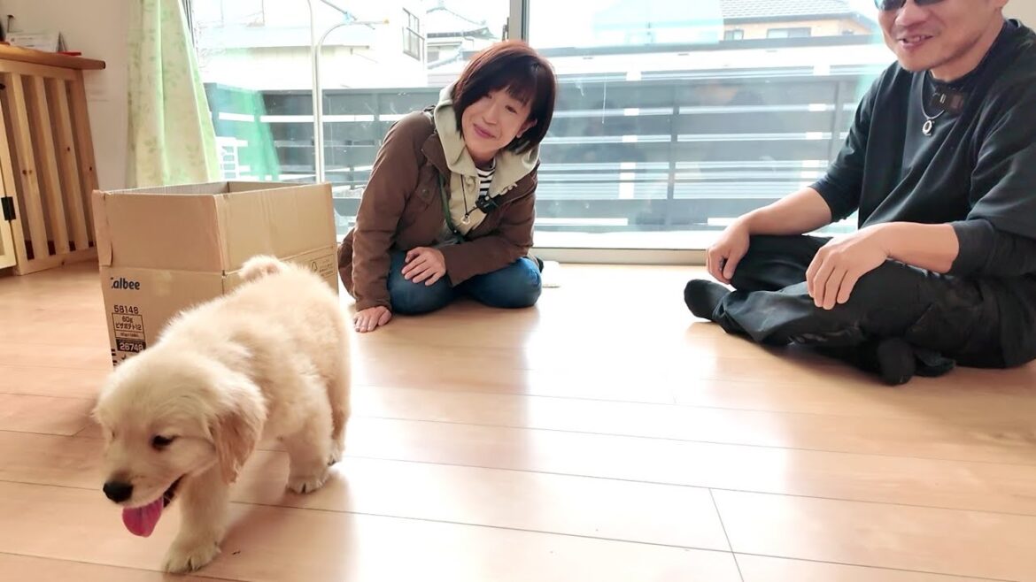 新たな家族を迎える!ぬいぐるみのような可愛い犬の赤ちゃん。【Golden Retriever japan】 新たな家族を迎える!ぬいぐるみのような可愛い犬の赤ちゃん。【Golden Retriever japan】