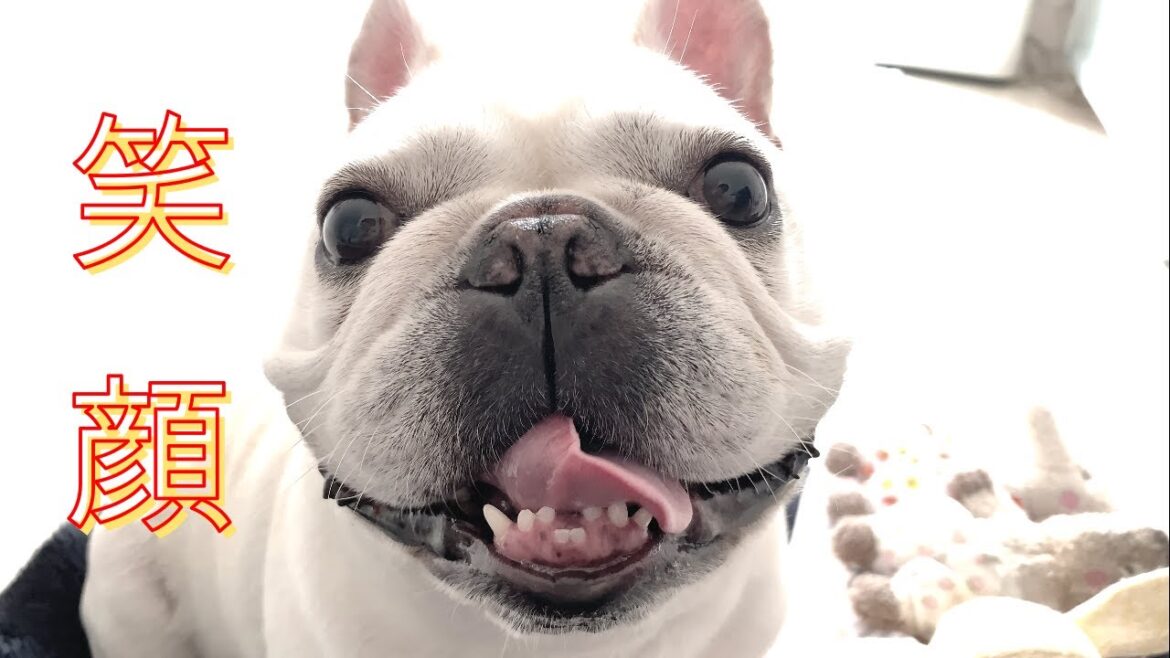 守りたい…この笑顔【フレンチブルドッグ frenchbulldog】 守りたい…この笑顔【フレンチブルドッグ frenchbulldog】