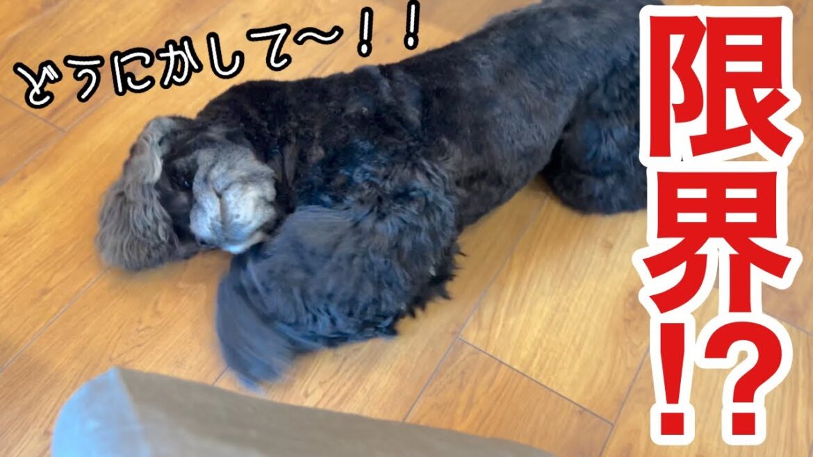 体の痒みと闘うアメリカンコッカースパニエル！（ミリオンくん）