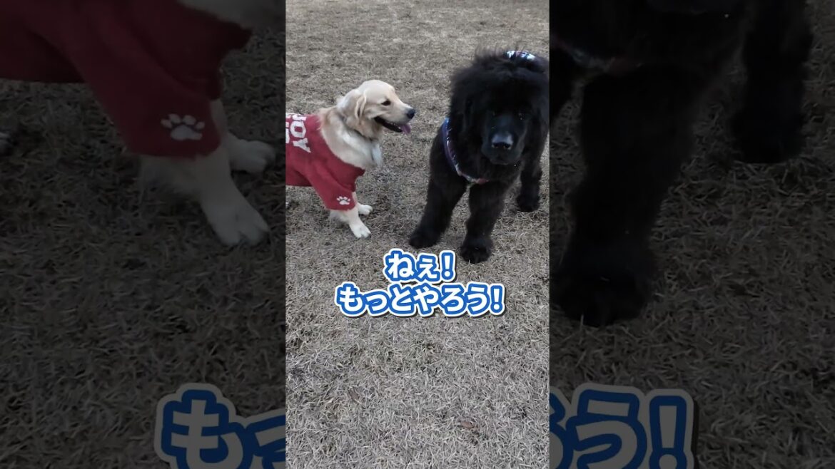 大きなお友達#shorts  #dog #ワンプロ #goldenretriever #ニューファンドランド #かわいい