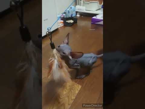 スフィンクスの子猫アルくん おもちゃ遊び② #shorts スフィンクスの子猫アルくん おもちゃ遊び② #shorts
