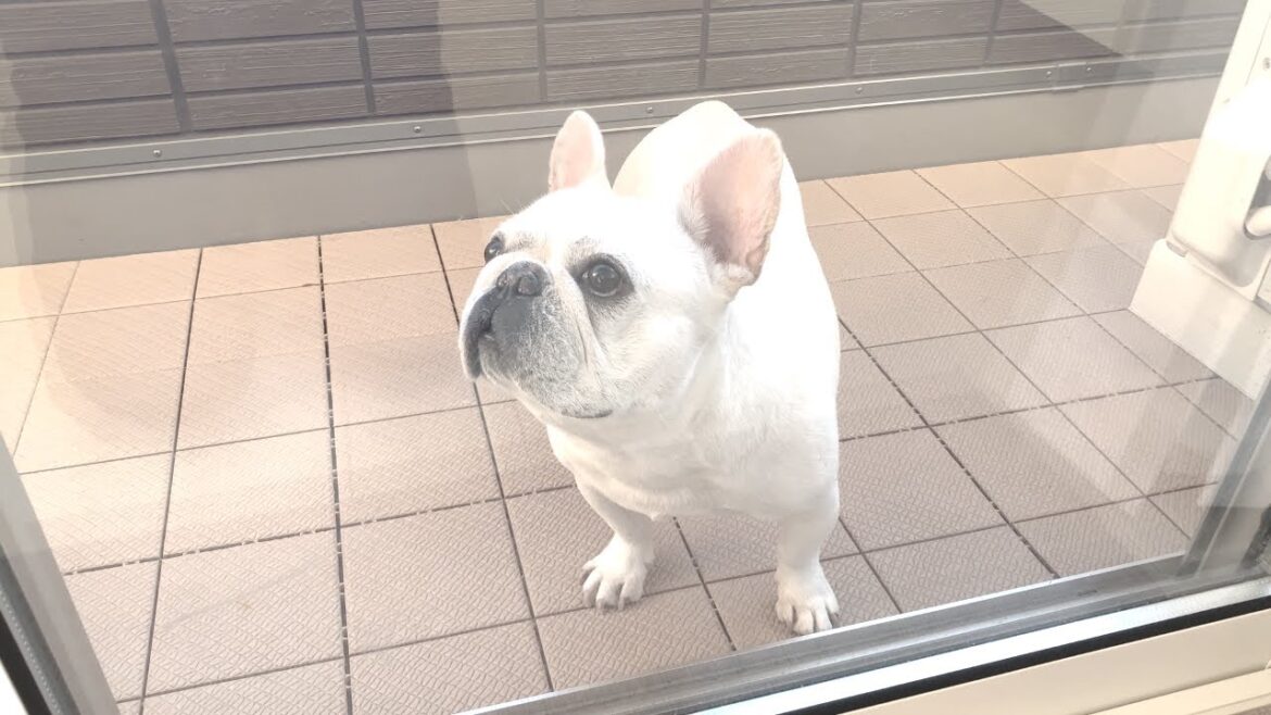 ママが家出した…【フレンチブルドッグ frenchbulldog】