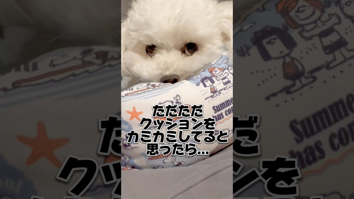 ちょっと目を離しただけなんです...　#トイプードル #トイプードルみみと暮らす #犬 #ペット #子犬 #犬のいる暮らし #イッヌ #ナニコレ珍百景