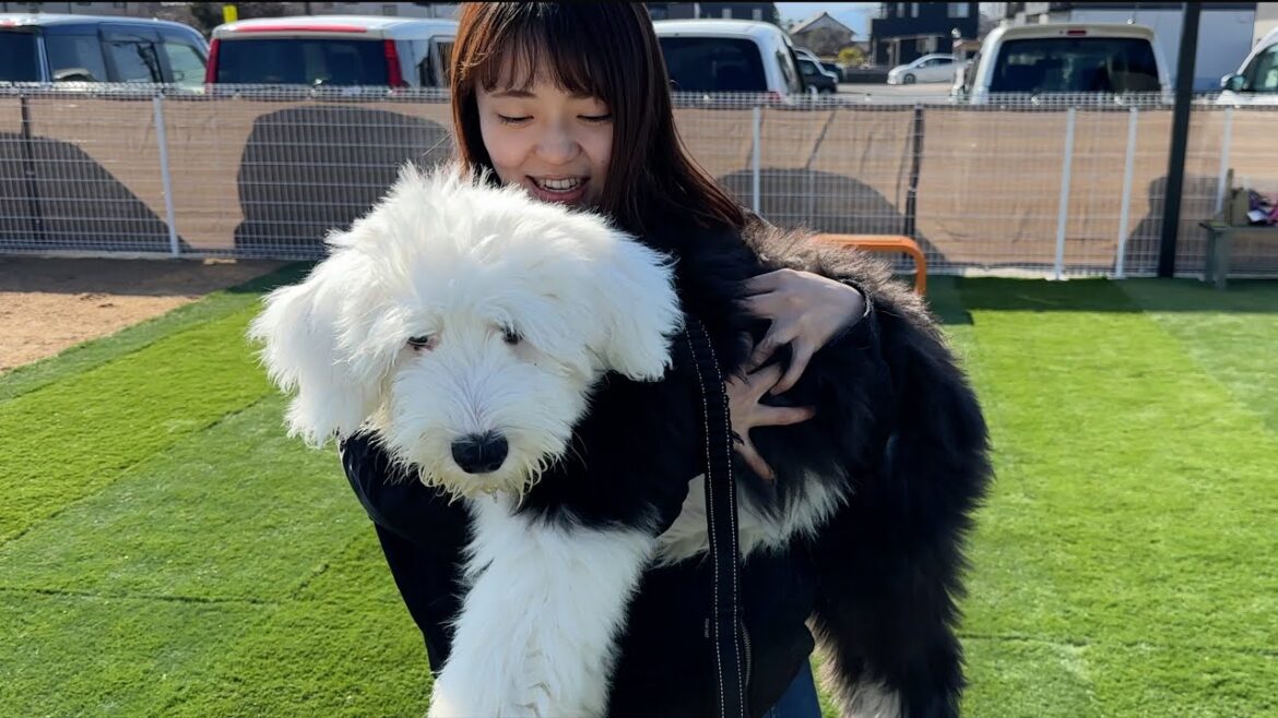 オールドイングリッシュシープドッグ４ヶ月のパピーちゃんにみんなでメロメロになりました