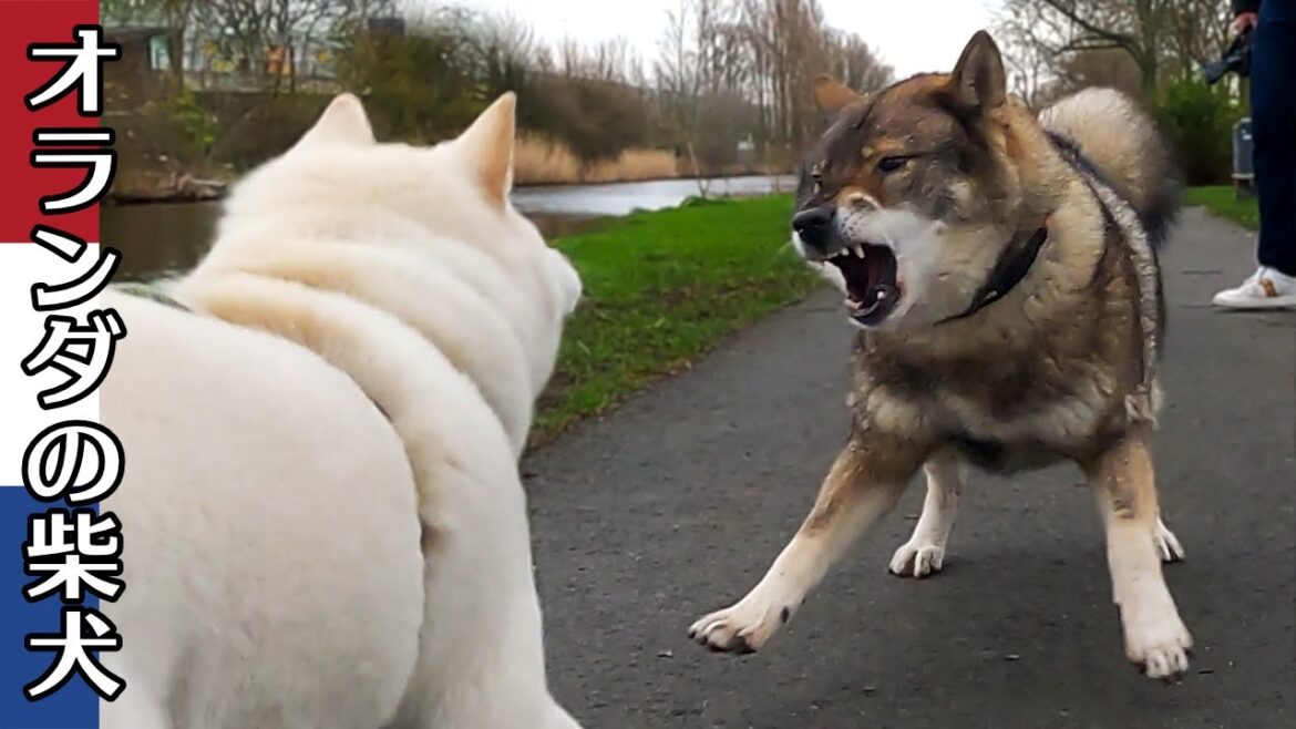 柴犬柿丸 四国犬に吠えられても 楽しい柴犬【オランダ / 環境音 / 4K】Kaki-Maru the Shiba Inu