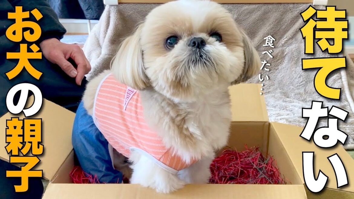 【シーズー】待てないお犬の親子が可愛すぎた！www（今日のオトンクッキングは復習するほど虜になった、酢豚ならぬ酢鶏編）【317】