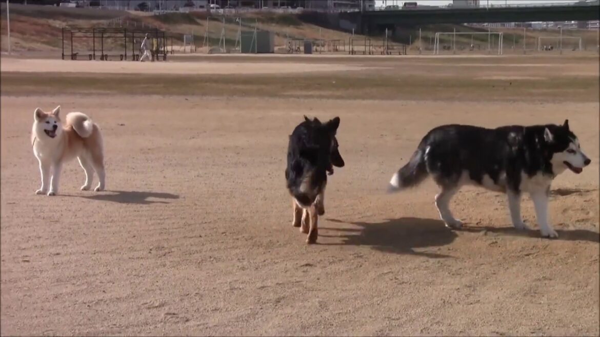 ハスキー犬 秋田犬 ジャーマンシェパード犬 まったりしてます