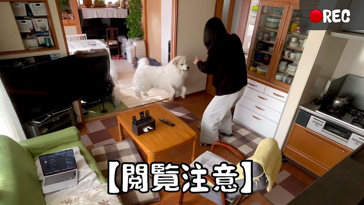 超大型犬と変態を隠しカメラで撮ったら普通に気持ち悪かった件【閲覧注意編】 超大型犬と変態を隠しカメラで撮ったら普通に気持ち悪かった件【閲覧注意編】