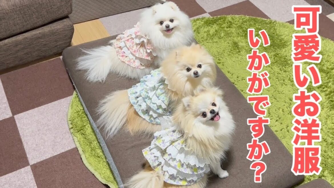 ポメラニアンが着たら絶対に似合う服作っちゃいました
