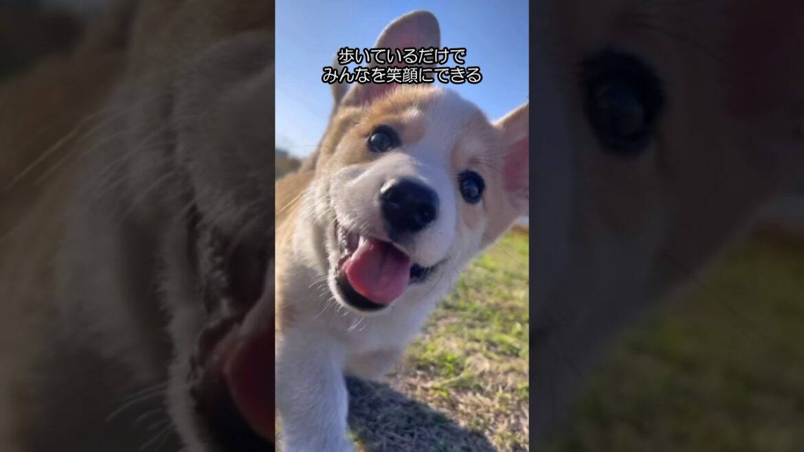 【食パン犬】コーギーの可愛さがわかる１分解説　#shorts #corgi #コーギー