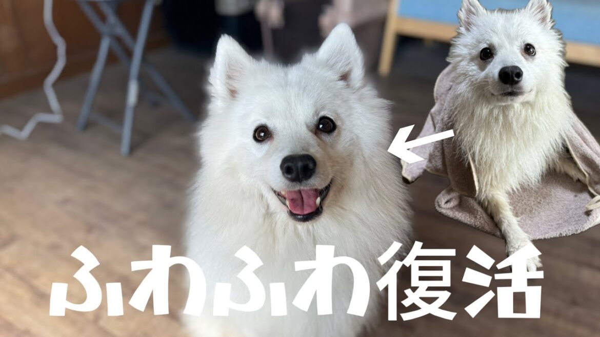 日本スピッツぽぽさんのお風呂上がり事情