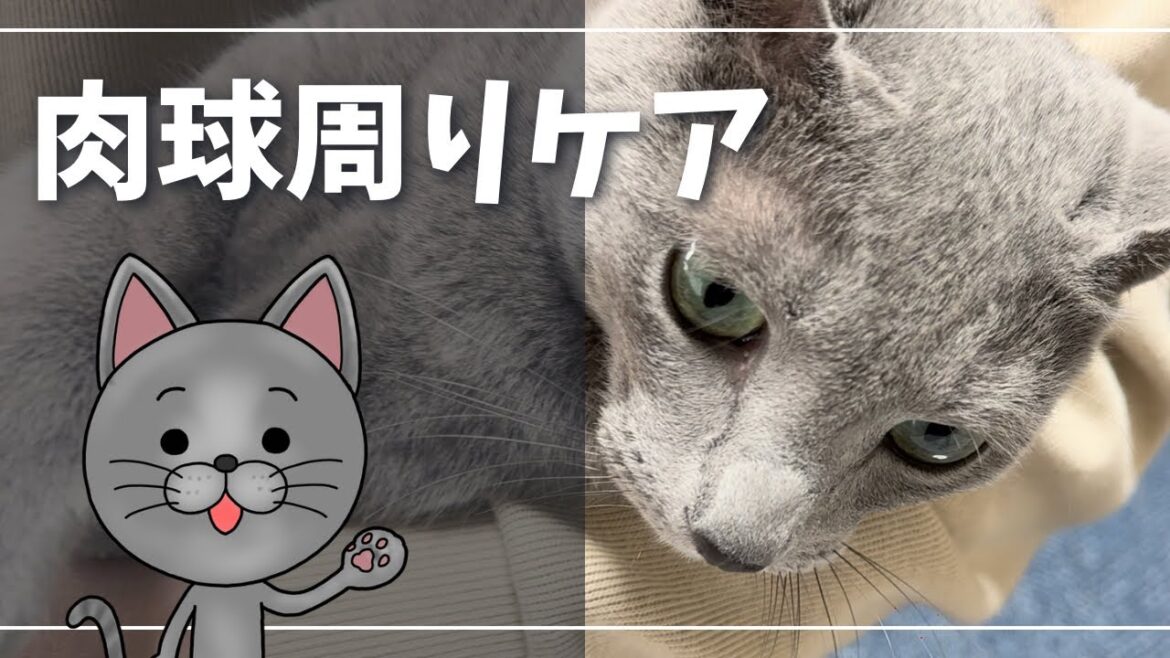 フローリングで滑らないように…バリカン＆保湿ジェル【ロシアンブルー】猫