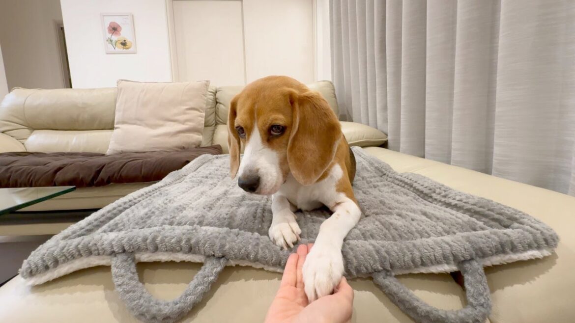 あれ?近頃なぜか爪立ててませんか? あれ?近頃なぜか爪立ててませんか?