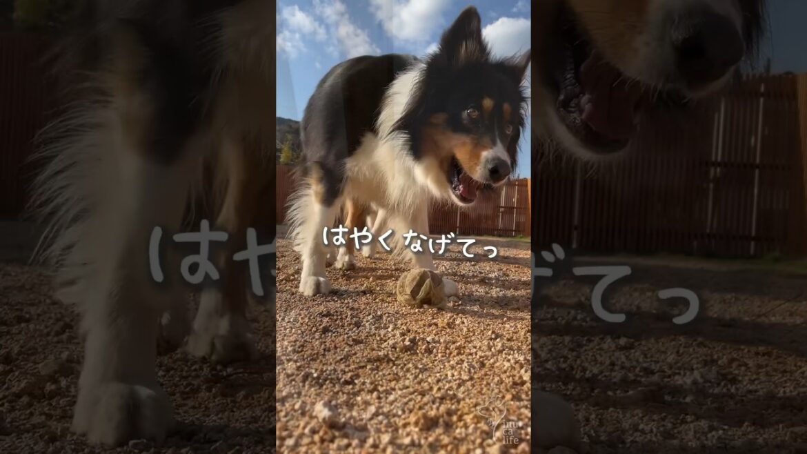 どうしてもお庭で遊びたいオゥシーが可愛い #オーストラリアンシェパード #ボーダーコリー どうしてもお庭で遊びたいオゥシーが可愛い #オーストラリアンシェパード #ボーダーコリー