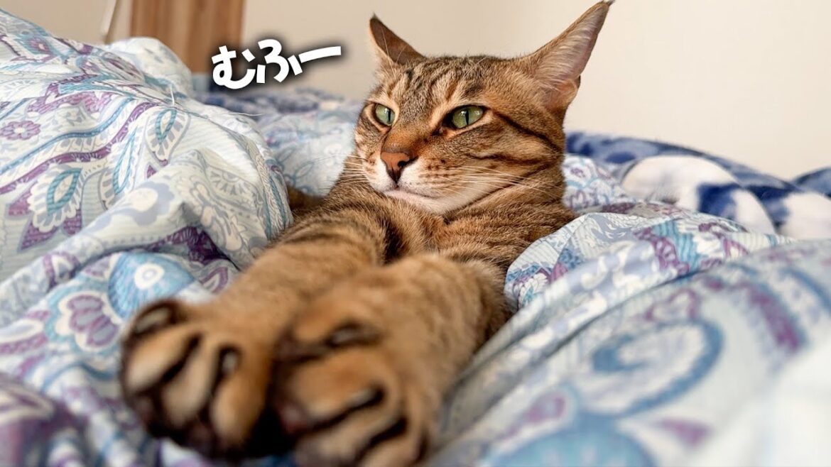 【永久保存版】ティガーの足の組み方のクセが可愛すぎるからマジで見ないと損だよ！！！