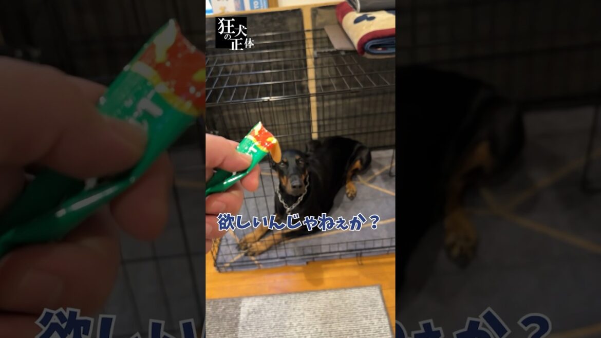 卑怯な手を使ってでもドーベルマンと散歩に行きたいパパ　続きは関連動画から↓