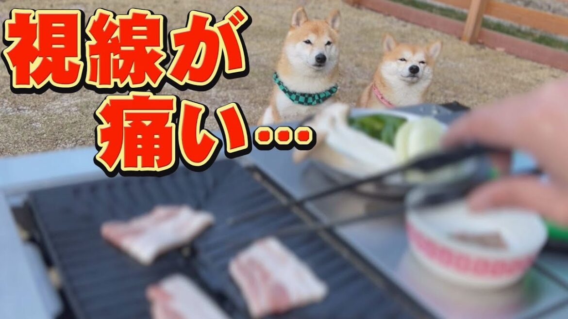 遊びに夢中だった柴犬が、お肉の香りを嗅いだ途端、豹変しました・・・【ＡＢＵＲＡＹＡＭＡＦＵＫＵＯＫＡ】
