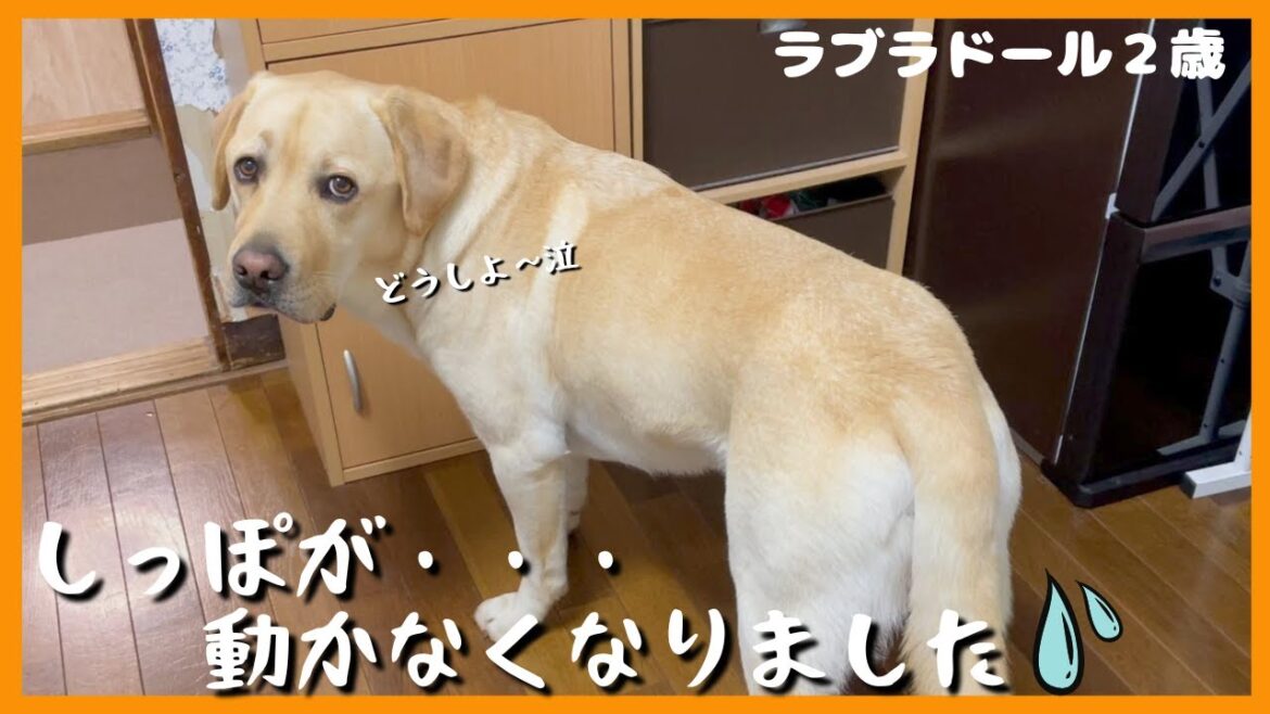 【ラブラドールレトリーバー】しっぽに異変が! いつもブリブリのしっぽが動かなくなりました 【ラブラドールレトリーバー】しっぽに異変が! いつもブリブリのしっぽが動かなくなりました