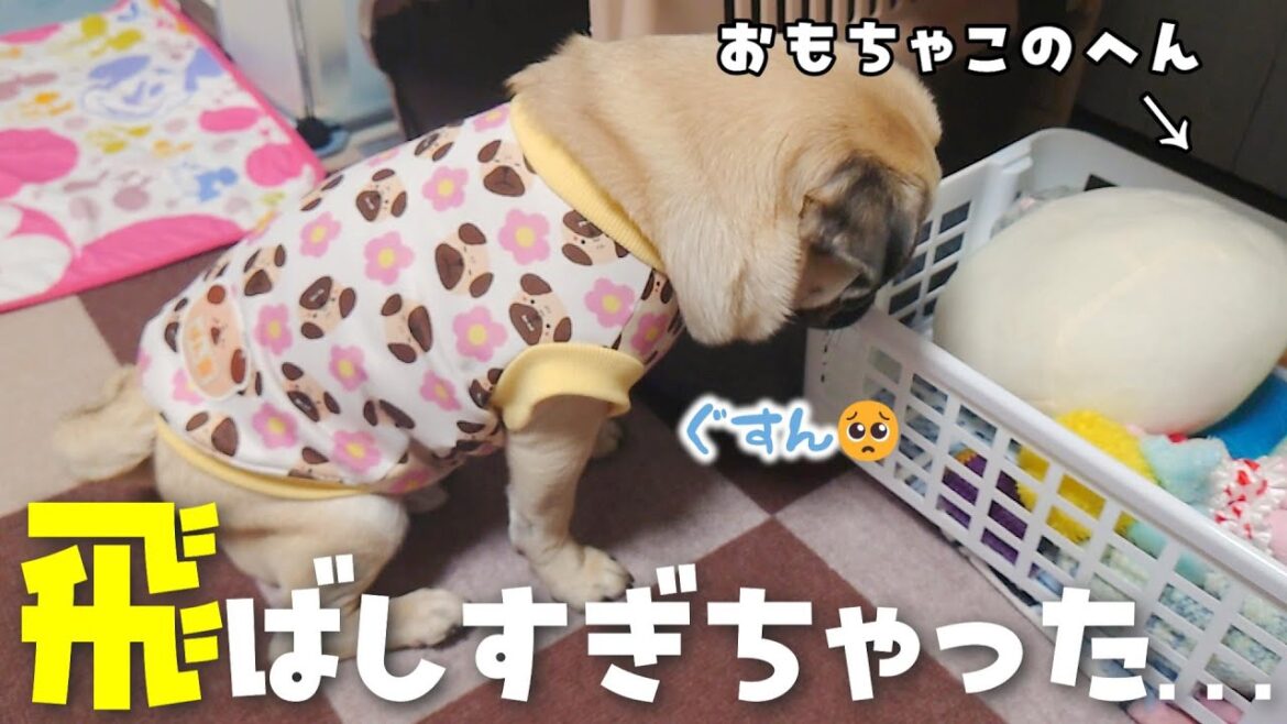 自分では届かないから座り込んだりぺちゃんこになって飼い主に取れないアピールをするパグ|パグのぺろぽん兄弟pug犬| 自分では届かないから座り込んだりぺちゃんこになって飼い主に取れないアピールをするパグ|パグのぺろぽん兄弟pug犬|