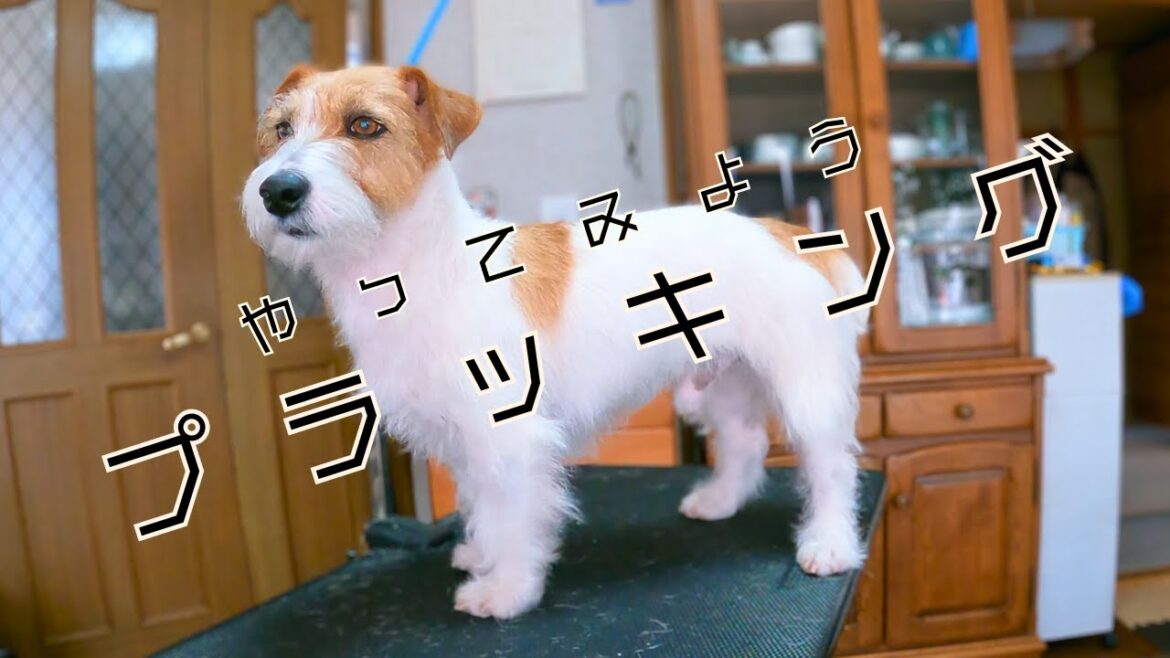 飼い主が自分でやってみるプラッキング