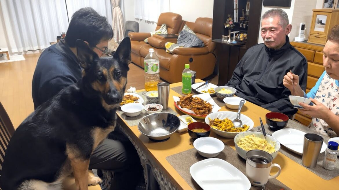 愛犬と一緒に買いに行った超デカいさつまいもで「いもパ」したら、瞬殺でしたw 愛犬と一緒に買いに行った超デカいさつまいもで「いもパ」したら、瞬殺でしたw