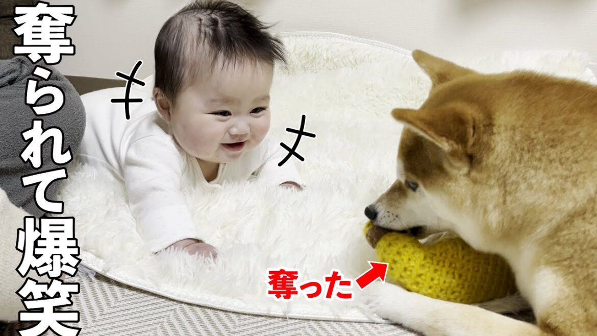 柴犬におもちゃを奪られたのに何故か爆笑する赤ちゃん